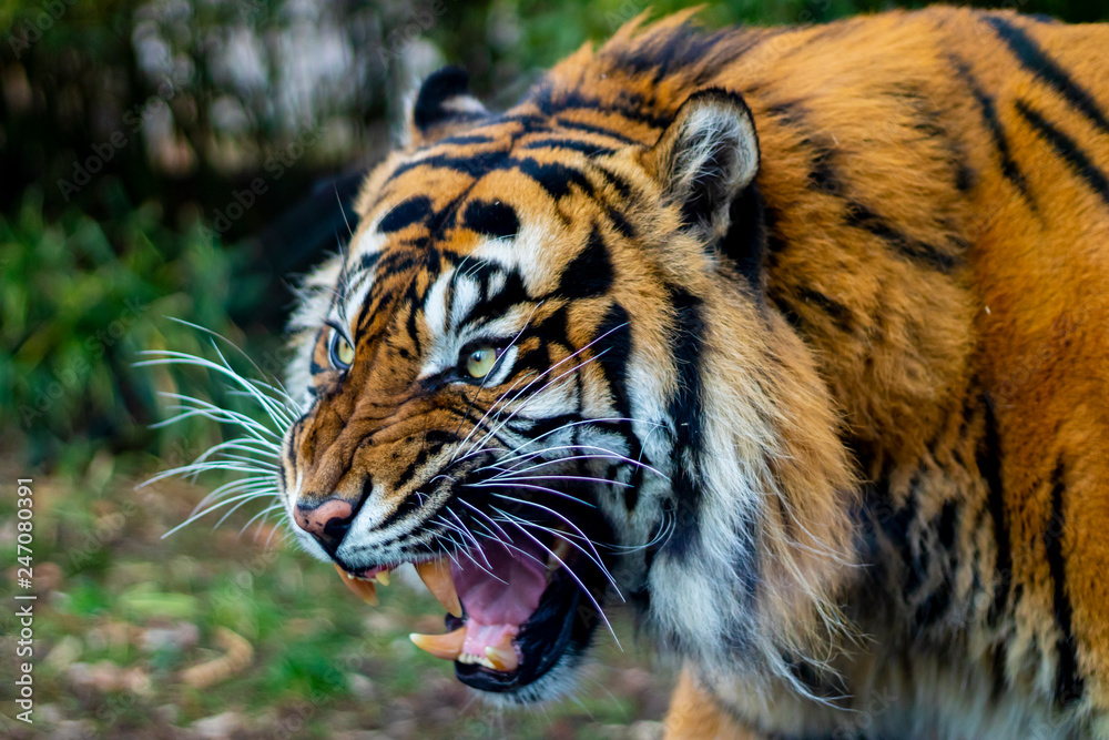 Fototapeta premium Tiger