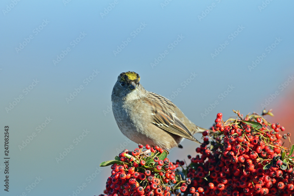 Golden Crown Sparrow
