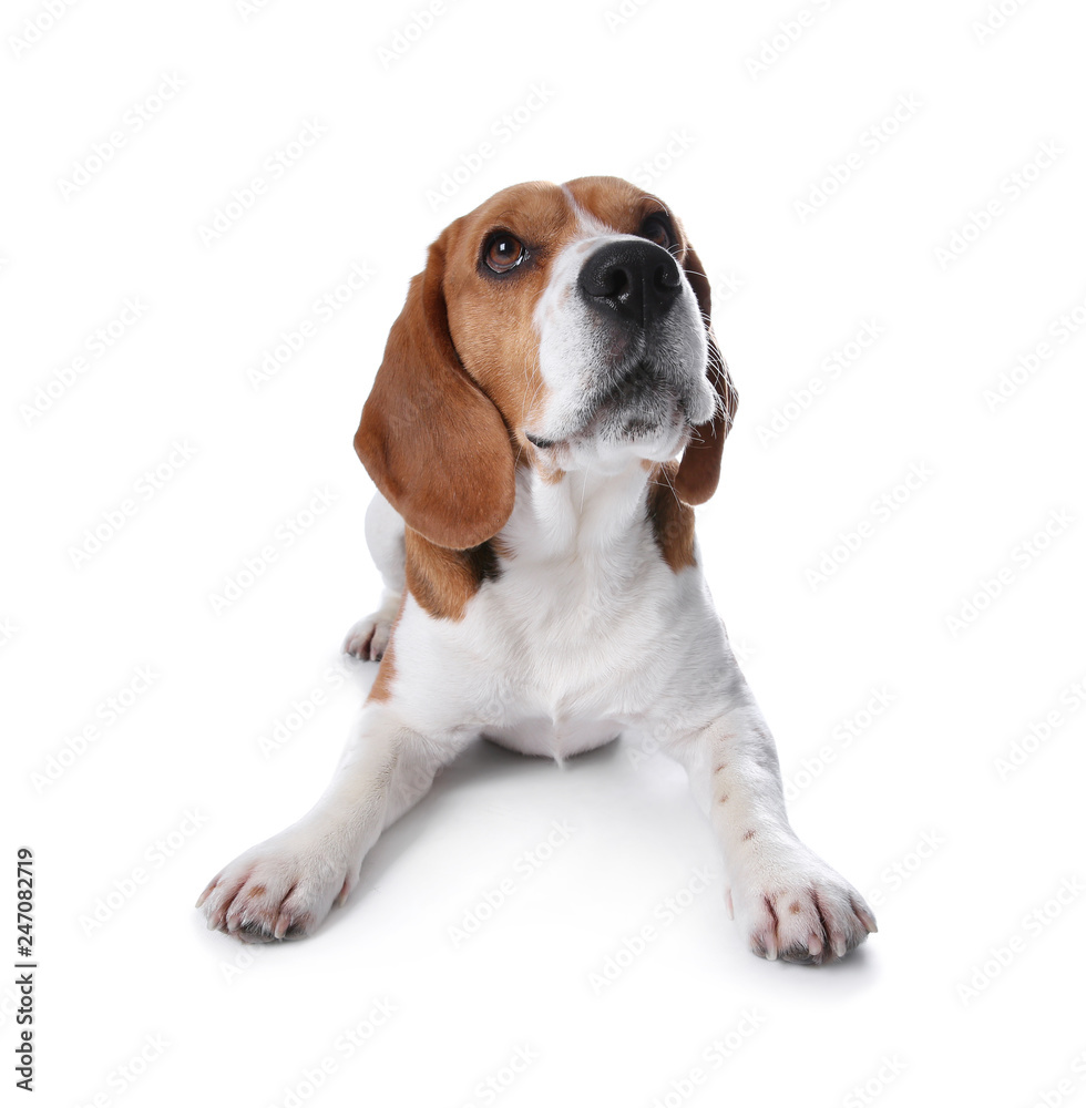 Beautiful beagle dog on white background. Adorable pet