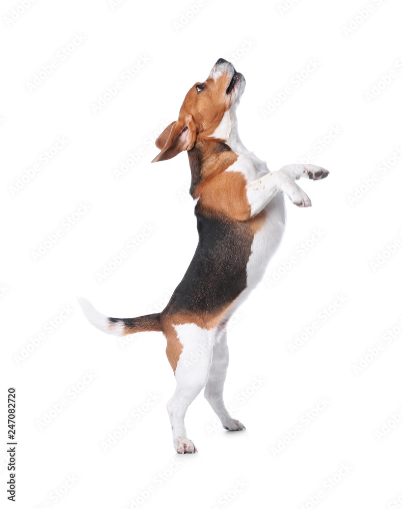 Beautiful beagle dog on white background. Adorable pet - obrazy, fototapety, plakaty 