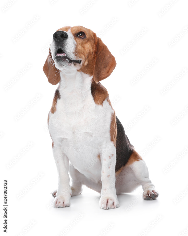 Beautiful beagle dog on white background. Adorable pet Beautiful beagle dog on white background. Adorable pet