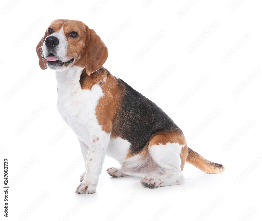 Beautiful beagle dog on white background. Adorable pet