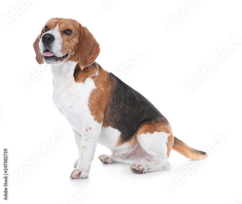 Beautiful beagle dog on white background. Adorable pet © New Africa