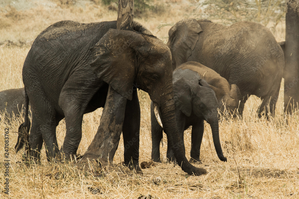 Wild African Elephant Herd