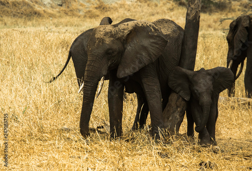 Wild African Elephant Herd photo