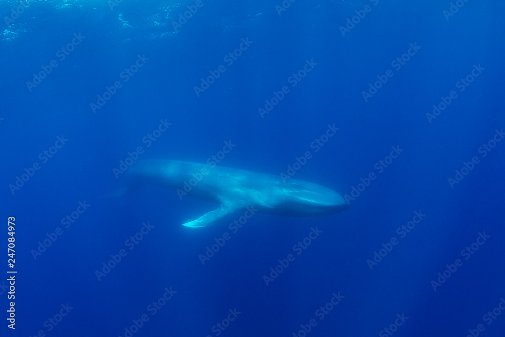 Fototapeta premium Blue whale, Atlantic Ocean, The Azores, Portugal.