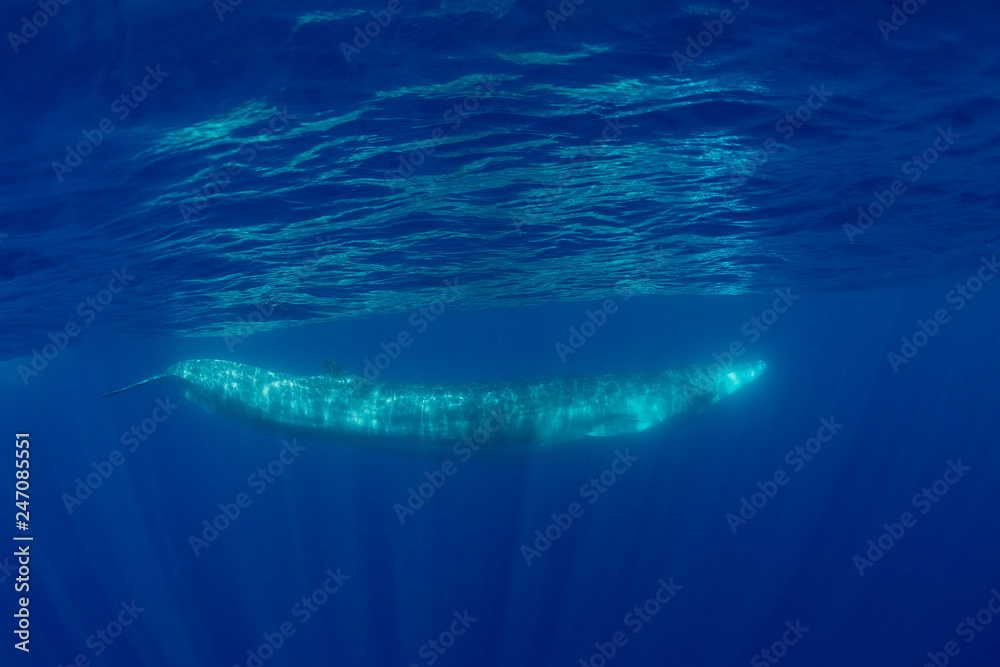 Fin whale, Atlantic Ocean, The Azores, Portugal. Fin whale, Atlantic Ocean, The Azores, Portugal.