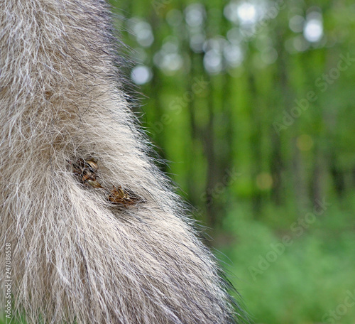 Burdock prickles which got stuck in tail of dog