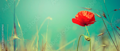 Sunny spring or summer landscape with blooming scarlet poppy against the blue sky, selective focus