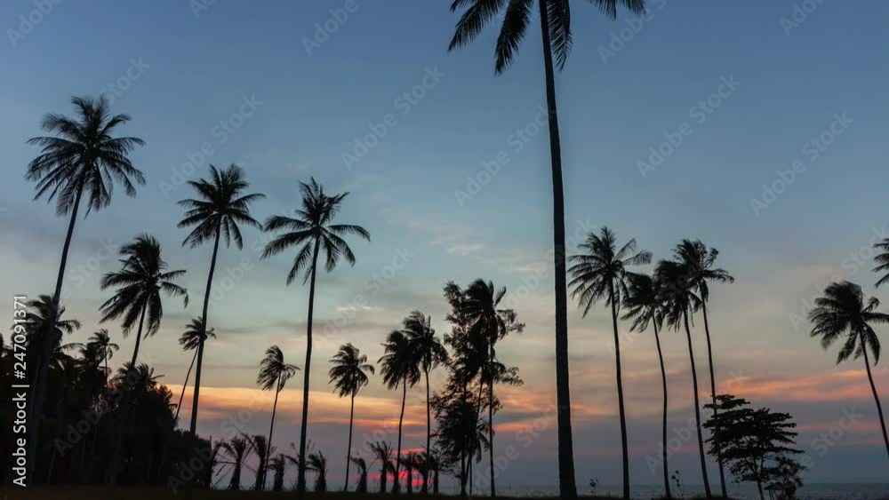 Coconut palm trees in evening sunset time 4k time lapse shot Coconut palm trees in evening sunset time 4k time lapse shot
