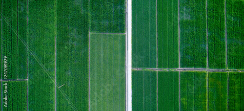 Aerial photography of green rice fields
