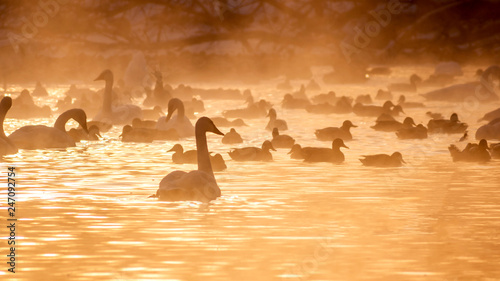  Swans are playing in open water of a lake in morning fog under sunrise