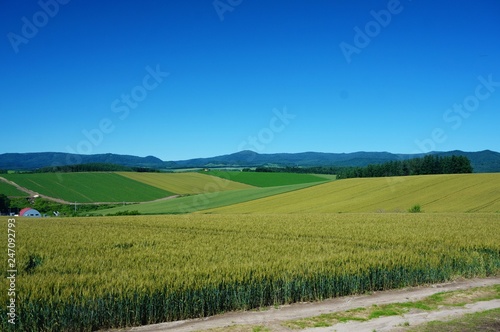 初夏の麦畑