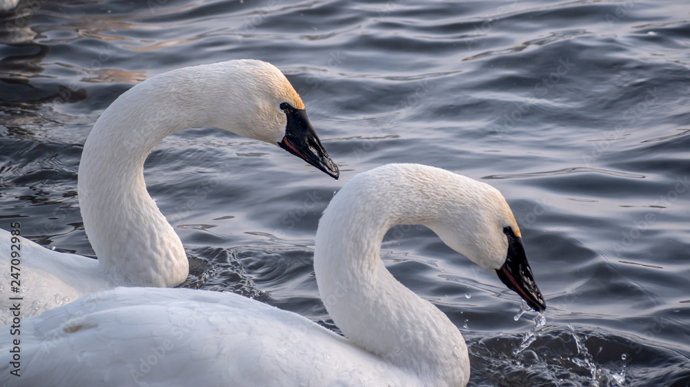 Fototapeta premium Swans are playing in open water of a lake at early spring time