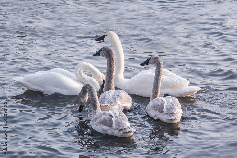 Swans are playing in open water of a lake at early spring time Swans are playing in open water of a lake at early spring time