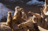 Family of meerkat in captivity in Colorado