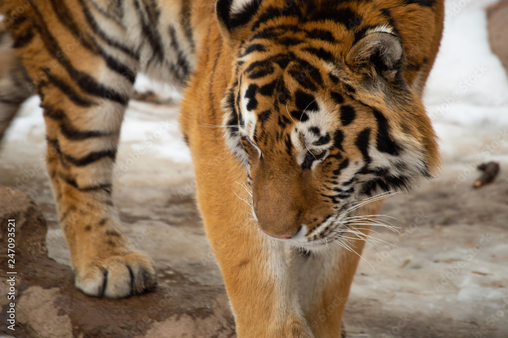 Obraz premium Tiger in snow at zoo in Colorado Springs, Colorado