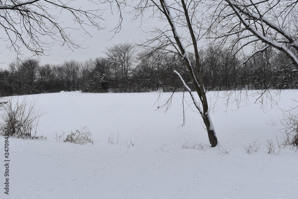winter landscape with snowy trees and snow winter landscape with snowy trees and snow