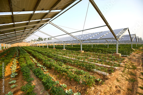 Vegetable greenhouse planted under solar photovoltaic panels photo