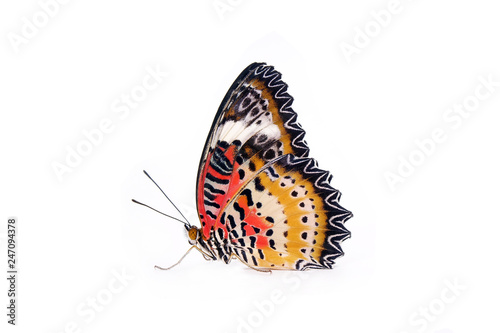Canvas Print Butterfly : Leopard lacewing butterfly (Cethosia cyane)(Male) is a species of heliconiine butterfly found from India to southern China and Indochina