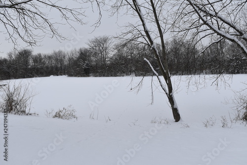 winter landscape with snowy trees and snow