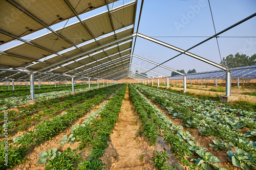 Foto Vegetable greenhouse planted under solar photovoltaic panels