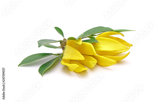 Ylang-Ylang  Cananga odorata  valued for perfume extracted from its flowers   which is an essential oil used in aromatherapy. Also called fragrant cananga  Macassar-oil  or perfume tree. Isolated.