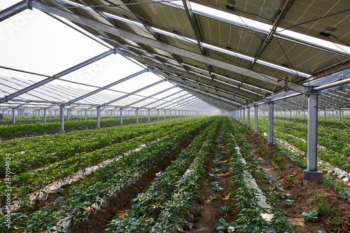 Vegetable greenhouse planted under solar photovoltaic panels