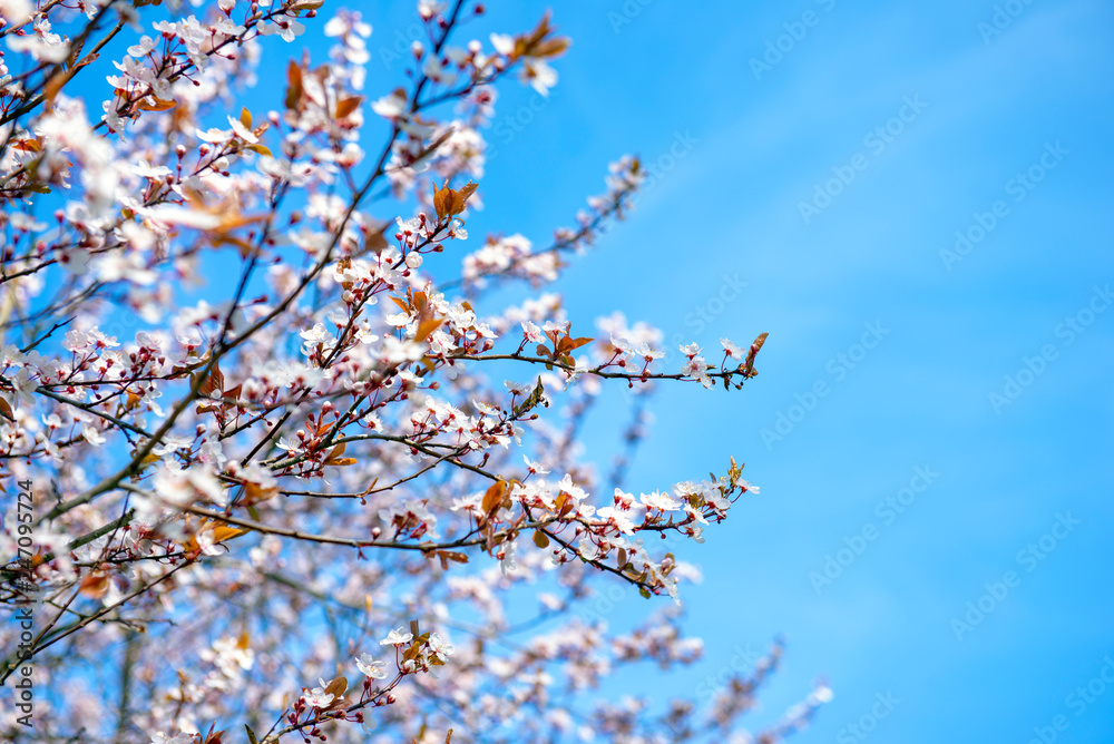 Pink cherry blossoms in Beacon Hill park, Victoria, Canada Pink cherry blossoms in Beacon Hill park, Victoria, Canada