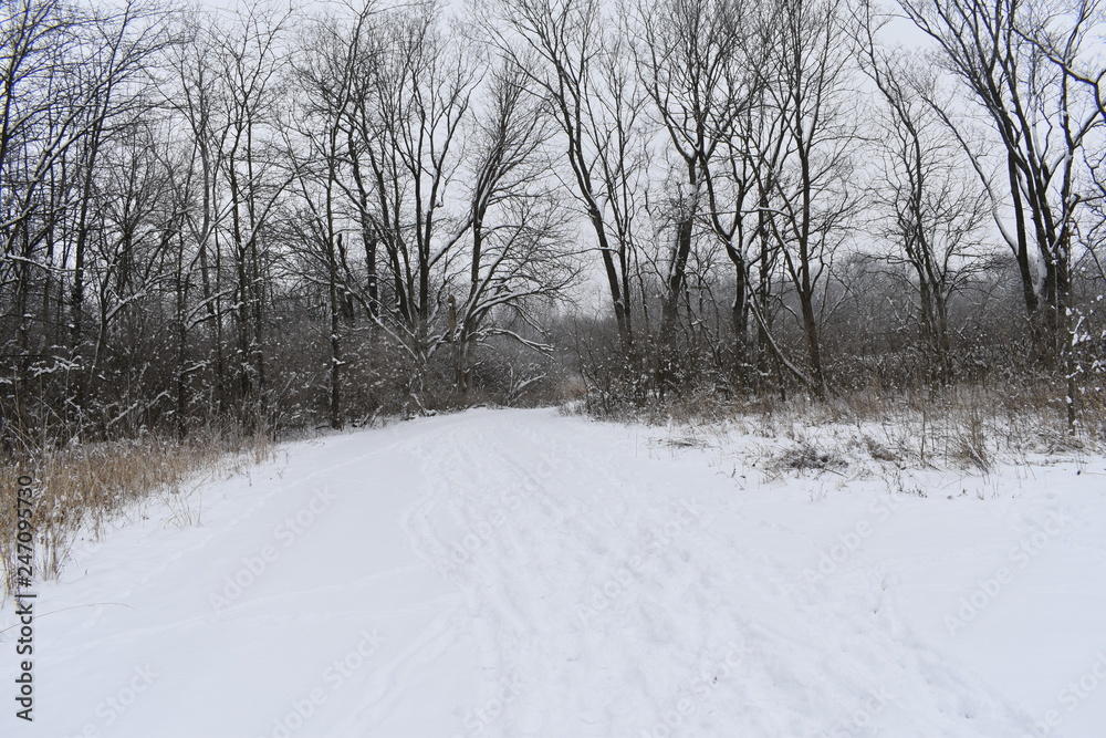 Obraz premium snowy road in winter