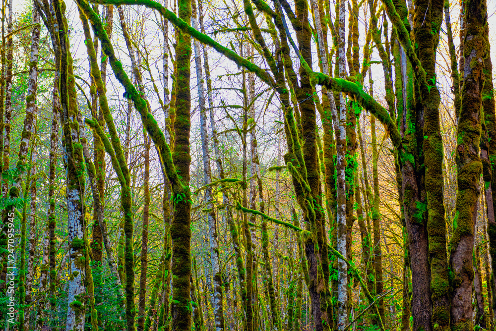 Fototapeta premium Moss covered tress in old growth forest in Vancouver Island
