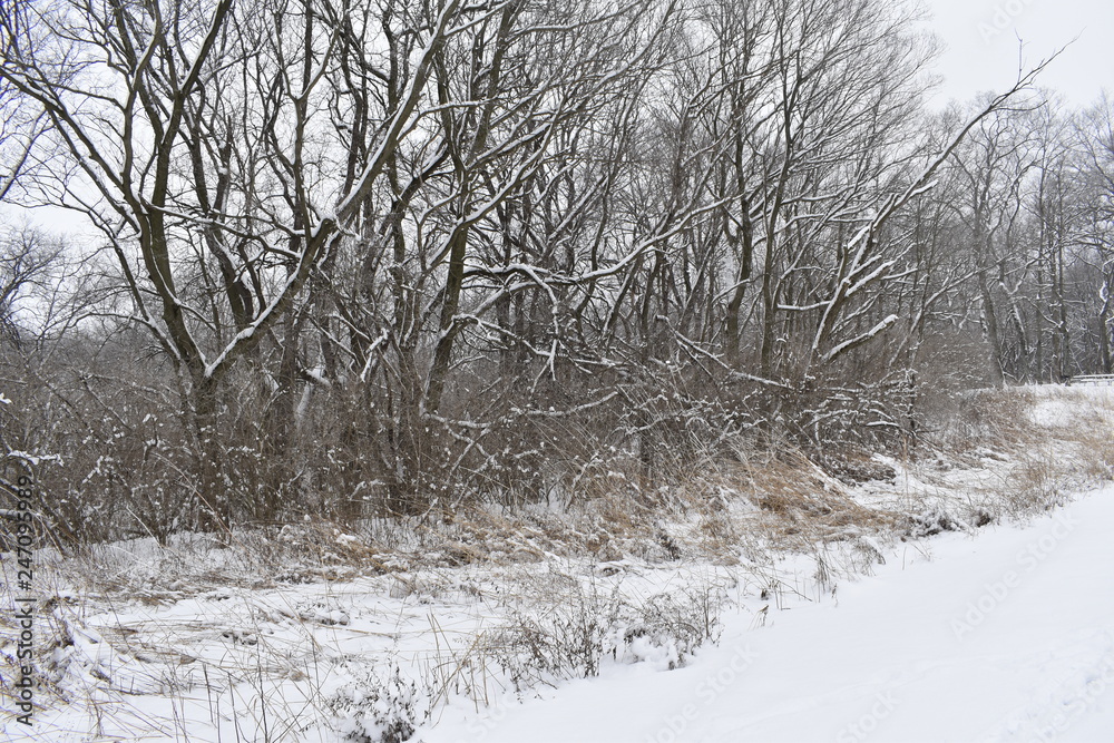 winter landscape with trees and snow winter landscape with trees and snow