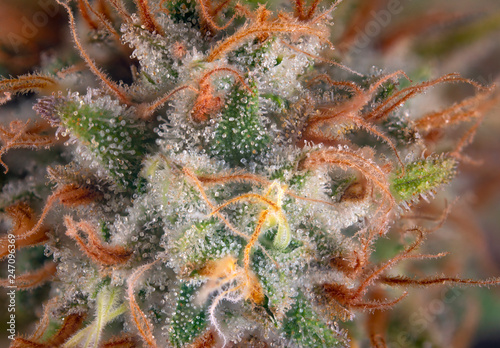 Macro detail of cannabis flower with visible hairs and trichomes © roxxyphotos