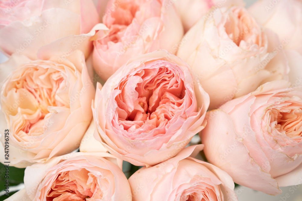 Pink English Garden Roses Flower Background Pink English Garden Roses Flower Background