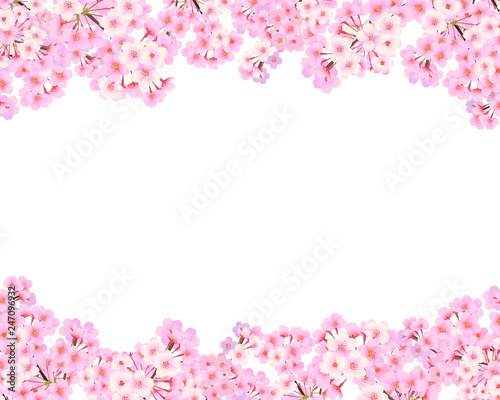 桜　背景素材　12