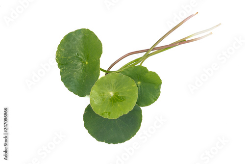 Asiatic Leaf Herb gotu kola, indian pennywort, centella asiatica, tropical herb isolated on white background. ayurveda herbal medicine inhibited or slowed growth of cancer cells Help prevent cancer