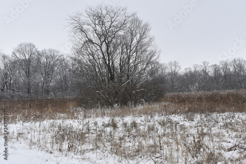 Wallpaper Mural winter rural landscape with snowy trees and snow Torontodigital.ca