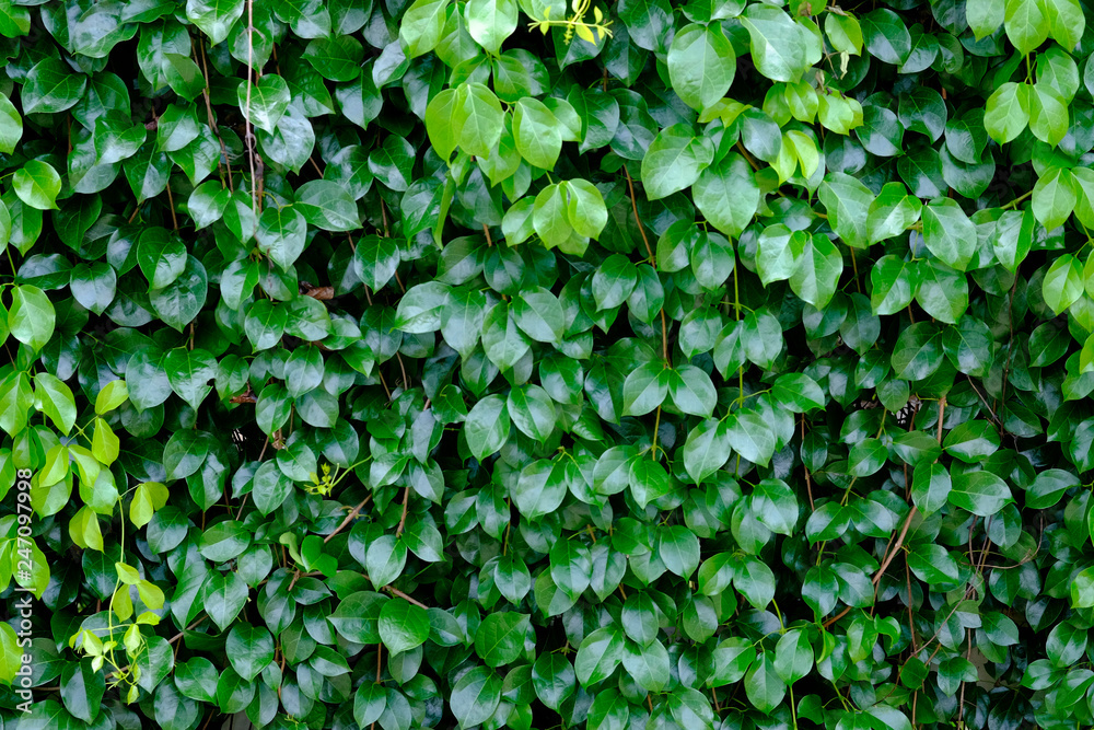 Green leaf texture, Ecology background Green leaf texture, Ecology background