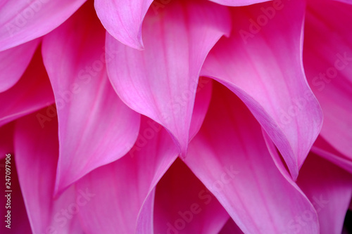 Close up of pink petal of pink flower