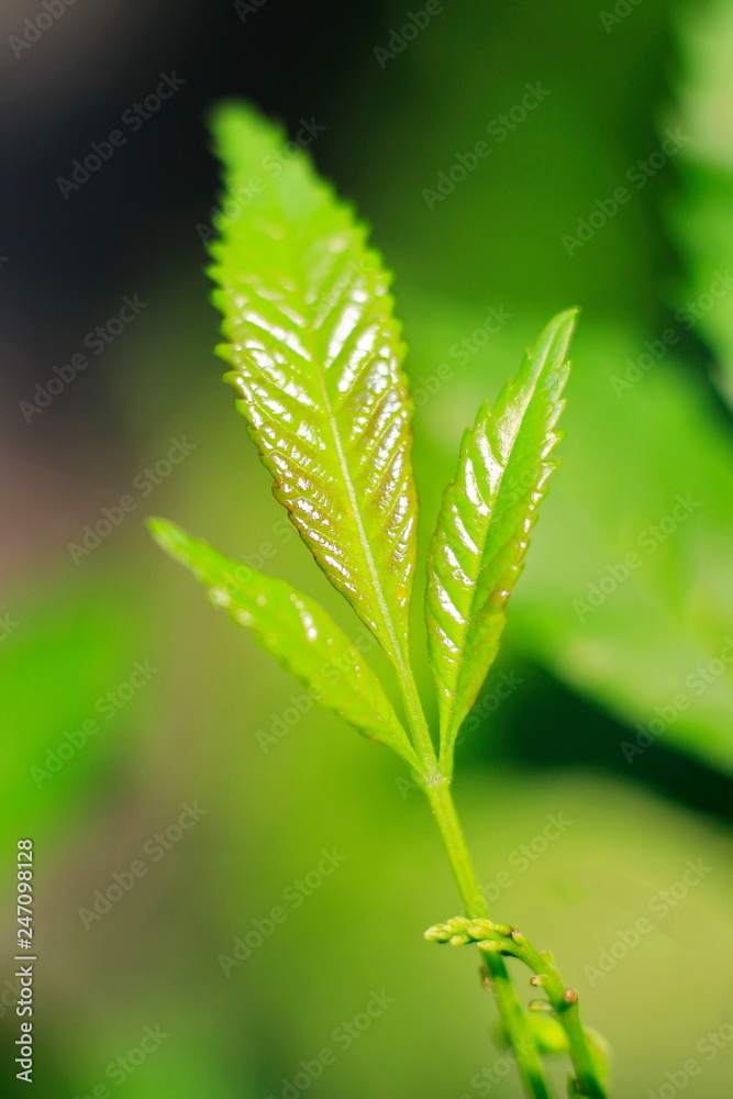 Trees are growing, cracking young leaves and flowering in the garden. Trees are growing, cracking young leaves and flowering in the garden.