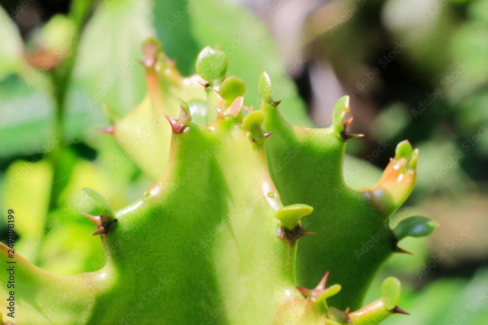 Trees are growing, cracking young leaves and flowering in the garden. Trees are growing, cracking young leaves and flowering in the garden.