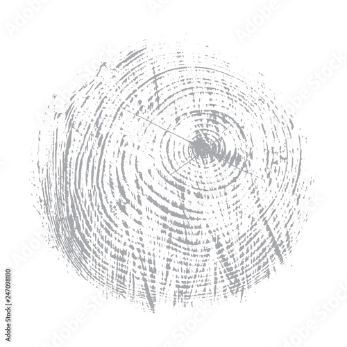 Wood texture of growth ring pattern from a slice of tree. Cut light gray wooden stump isolated on white.
