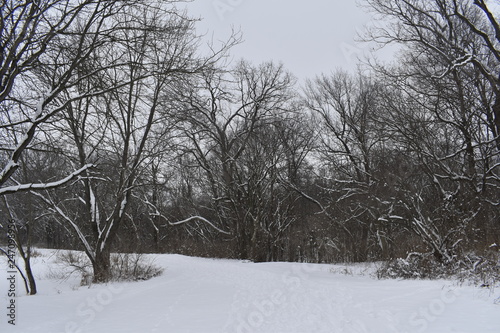 winter landscape with trees and snow