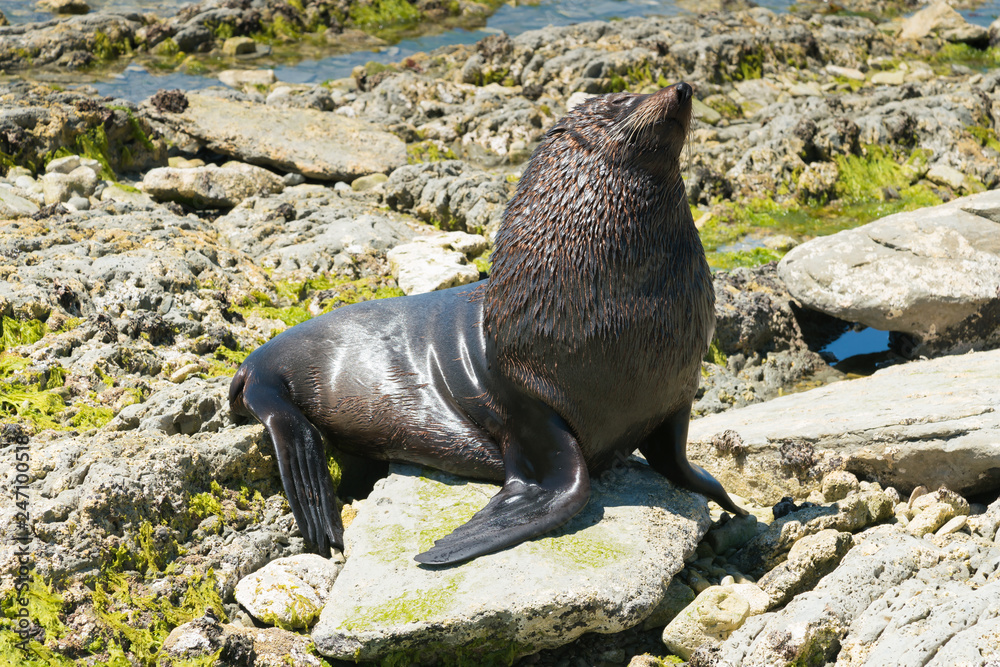 Fototapeta premium Śliczna foczka na wybrzeżu, naturalne życie morskie na plaży