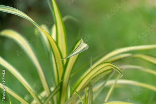 Close up leaves