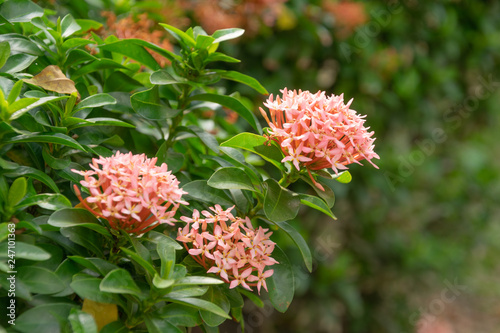 Fototapeta Naklejka Na Ścianę i Meble -  Ixora flowers in the garden