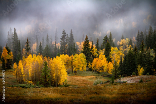 Incredible misty autumn or early winter view of gorgeous pine, birch and aspen trees in a forest in Dixie National Forest in Southern Utah, USA. photo