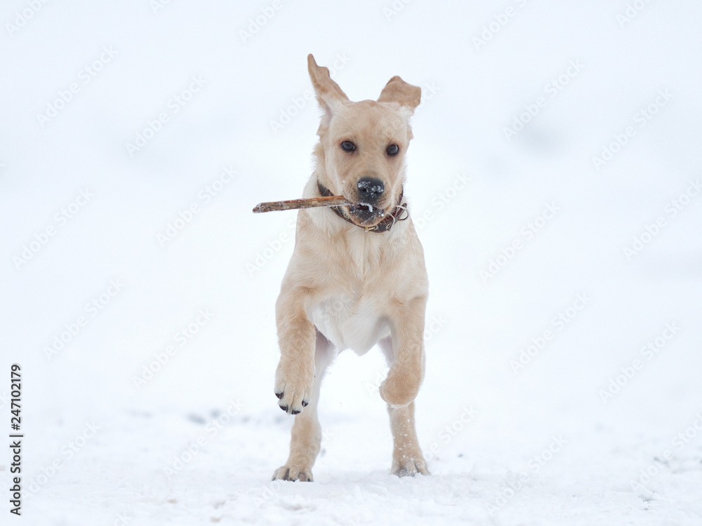 running, playing labrador puppy in winter
