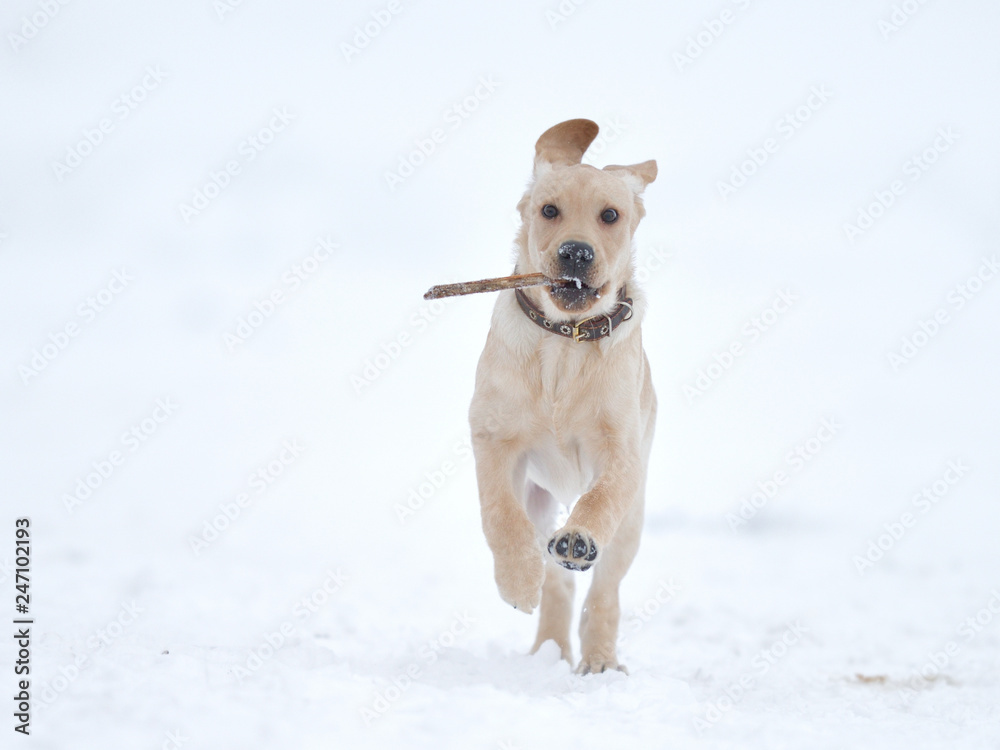 running, playing labrador puppy in winter