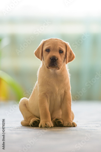 little labrador puppy